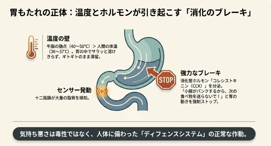 胃もたれや気持ち悪さを招く「胃排泄遅延」のメカニズム